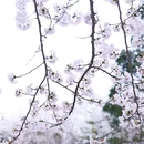 中山旅游 缩略图 6