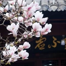 成都旅游 缩略图 7