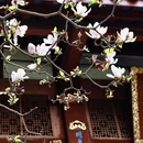 成都旅游 缩略图 2