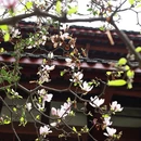成都旅游 缩略图 3