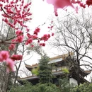 成都旅游 缩略图 9