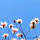 成都旅游 缩略图 9