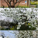 成都旅游 缩略图 18