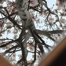 成都旅游 缩略图 1
