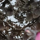 成都旅游 缩略图 2