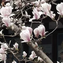 成都旅游 缩略图 3