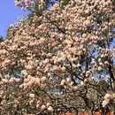 成都旅游 缩略图 4