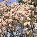 成都旅游 缩略图 7