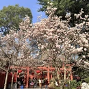 成都旅游 缩略图 15