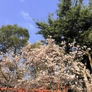 成都旅游 缩略图 11