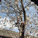 成都旅游 缩略图 6