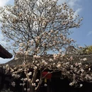 成都旅游 缩略图 5