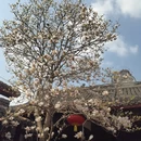 成都旅游 缩略图 11