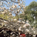 成都旅游 缩略图 12