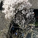 成都旅游 缩略图 1