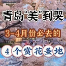 青岛旅游 缩略图 5