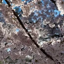 青岛旅游 缩略图 4
