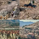 青岛旅游 缩略图 2