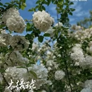青岛旅游 缩略图 8
