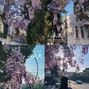 青岛旅游 缩略图 7