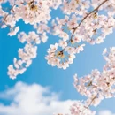 青岛旅游 缩略图 4