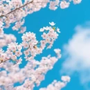 青岛旅游 缩略图 6