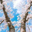 青岛旅游 缩略图 8