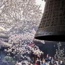 成都旅游 缩略图 3