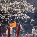 成都旅游 缩略图 2