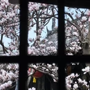 成都旅游 缩略图 8