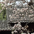 成都旅游 缩略图 12