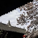 成都旅游 缩略图 11