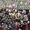 成都旅游 缩略图 10