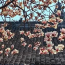 成都旅游 缩略图 7