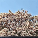 成都旅游 缩略图 8