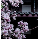 成都旅游 缩略图 5
