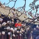成都旅游 缩略图 11