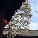 成都旅游 缩略图 3