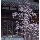 成都旅游 缩略图 8