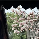 成都旅游 缩略图 8