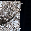 成都旅游 缩略图 6