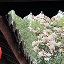 成都旅游 缩略图 7