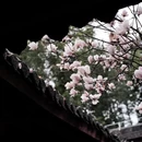 成都旅游 缩略图 10