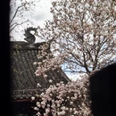成都旅游 缩略图 4