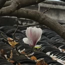 成都旅游 缩略图 2