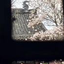 成都旅游 缩略图 5