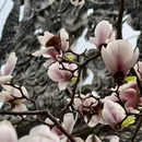 成都旅游 缩略图 11