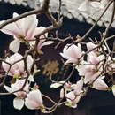 成都旅游 缩略图 14