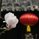 成都旅游 缩略图 12