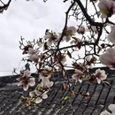 成都旅游 缩略图 18